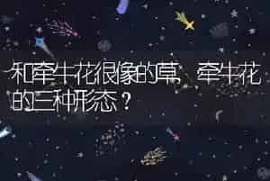和牵牛花很像的草