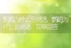 鹦鹉为什么会说话