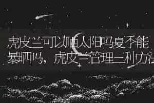 虎皮兰可以晒太阳吗夏季能暴晒吗
