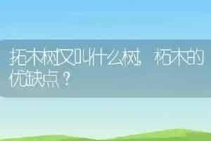 拓木树又叫什么树