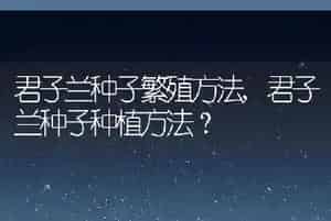君子兰种子繁殖方法