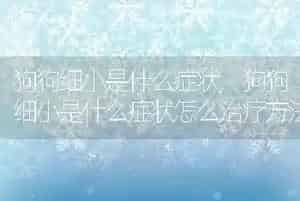 狗狗细小是什么症状