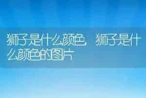 玄凤鹦鹉怎么养