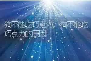 狗不能吃巧克力