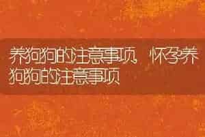 养狗狗的注意事项