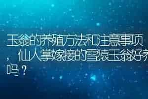 玉翁的养殖方法和注意事项