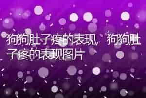 狗狗肚子疼的表现