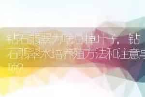钻石翡翠为啥总掉叶子