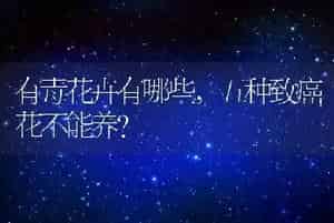 狗能吃土豆吗