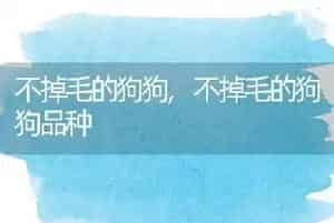 不掉毛的狗狗