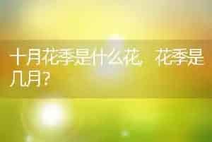 狗狗可以吃什么