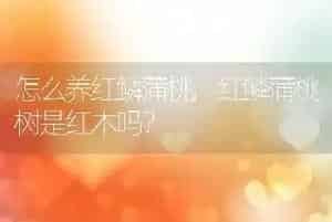 怎么养红鳞蒲桃