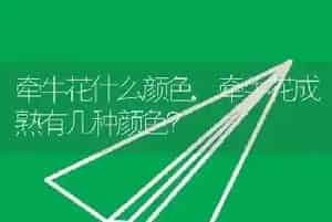 牵牛花什么颜色