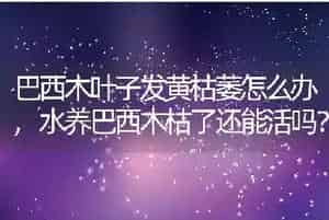巴西木叶子发黄枯萎怎么办