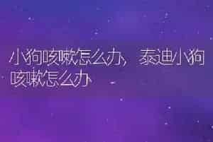 小狗咳嗽怎么办