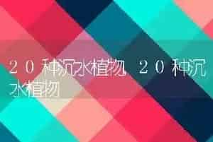 狗为什么喜欢舔人