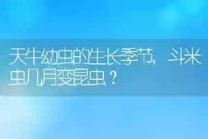 天牛幼虫的生长季节