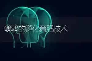 鹌鹑的孵化育肥技术