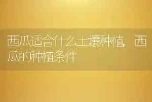 西瓜适合什么土壤种植