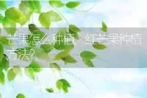 长毛狗狗品种
