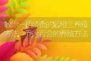 教你一招娇贵的紫根兰养殖方法