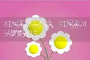 红尾黑凤头鹦鹉