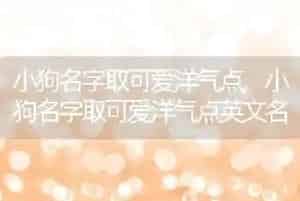 小狗名字取可爱洋气点