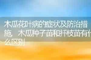 木瓜花叶病的症状及防治措施