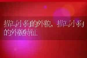 描写小狗的外貌