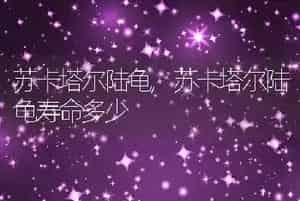 狗能不能吃香蕉