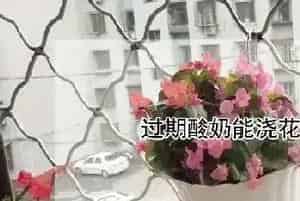 过期酸奶能浇花吗?适合浇什么花