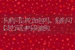 狗狗可以吃面包吗