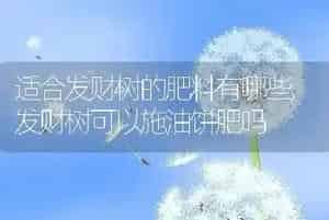 适合发财树的肥料有哪些