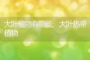 大叶植物有哪些