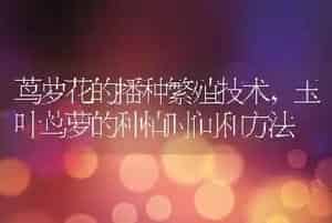 茑萝花的播种繁殖技术