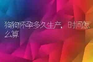 狗狗怀孕多久生产