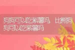 狗狗可以吃紫薯吗