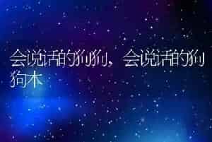 会说话的狗狗