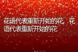 什么狗不拆家
