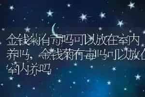 土方法给狗狗避孕