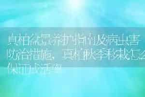 草莓常见病虫害及防治方法