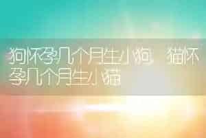狗怀孕几个月生小狗