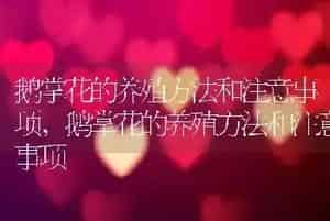鹅掌花的养殖方法和注意事项