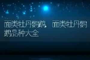面类牡丹鹦鹉