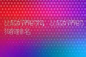 比较好养的狗