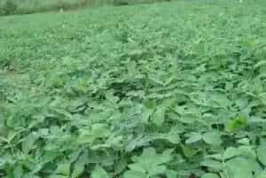 花生缺素的症状及防治措施