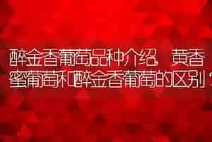 三文鱼牛油果