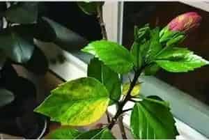 扶桑花叶子发黄是怎么回事？怎么改善