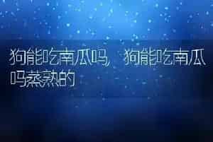 狗能吃南瓜吗