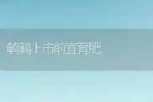 鹌鹑上市前宜育肥